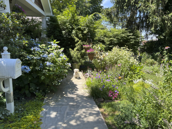 They dig, they pee, they trample. How to  garden when you love both dogs and plants